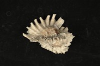 藏品(傘旗芭蕉螺)的圖片